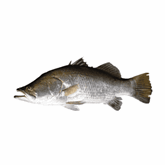 Peixe Congelado