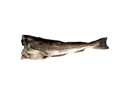 BACALHAU S/CAB + 1 KG CX 3 KG CONG.EUROC