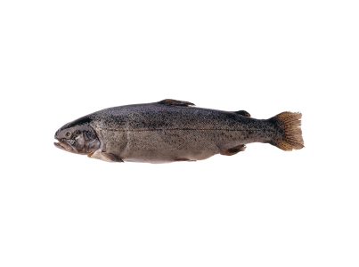 Truta