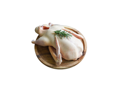 PATO REPRODUTOR S/MIUDOS CONG IMP