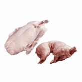 Aves e Coelho