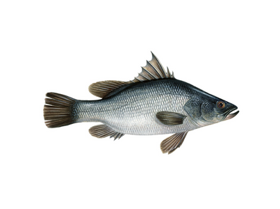 PERCA DO NILO 1 3KG CX 3KG CONG. EUR