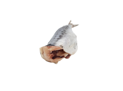 SERIOLELA +1.3KG SC SV SR CONG CX6KG EUR