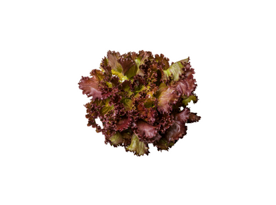 Alface Roxa