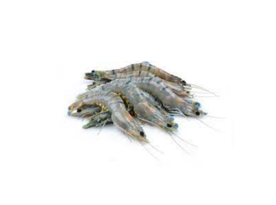 CAMARAO C/CABECA 21/30 CONG. ULTRAFISH