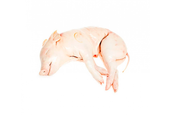 LEITAO CONGELADO 4-6 KG