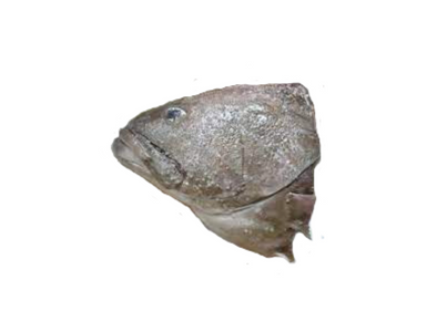 CABEÇAS DE GAROUPA CONGELADAS EUROCHEFE CX 6 KG