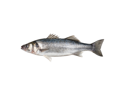 Robalo