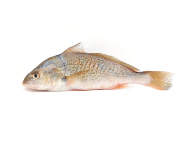 Corvina
