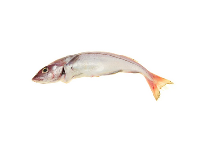 ARINCA CONG. 1-2KG CX+/- 6KG ULTRAFISH